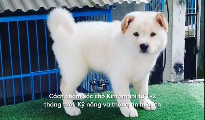 Cách chăm sóc chó Kintamani từ 1-2 tháng tuổi: Kỹ năng và thông tin hữu ích