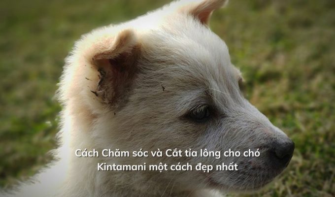 Cách Chăm sóc và Cắt tỉa lông cho chó Kintamani một cách đẹp nhất