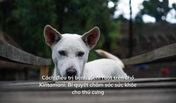 Cách điều trị bệnh viêm ruột trên chó Kintamani: Bí quyết chăm sóc sức khỏe cho thú cưng