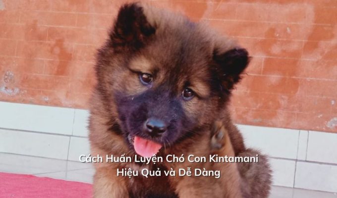 Cách Huấn Luyện Chó Con Kintamani Hiệu Quả và Dễ Dàng