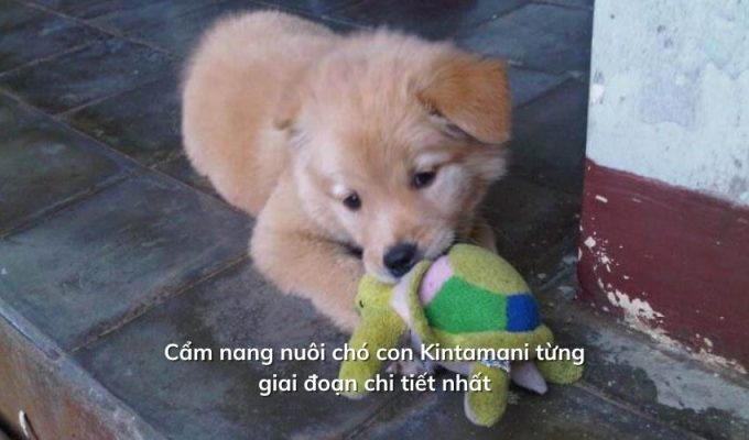 Cẩm nang nuôi chó con Kintamani từng giai đoạn chi tiết nhất