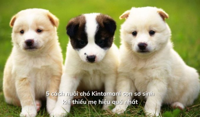 5 cách nuôi chó Kintamani con sơ sinh khi thiếu mẹ hiệu quả nhất