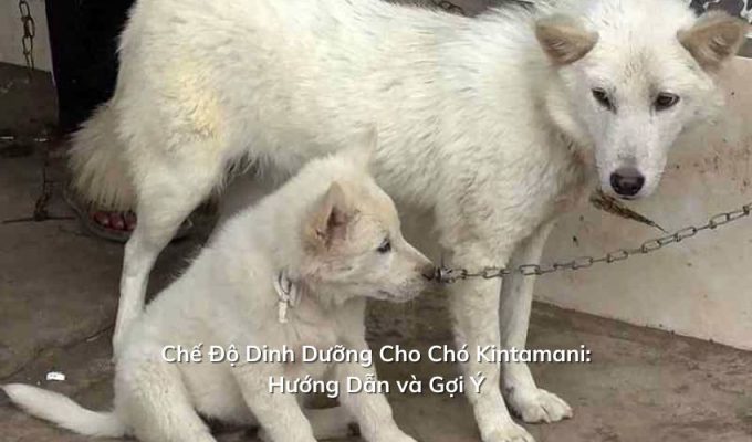 Chế Độ Dinh Dưỡng Cho Chó Kintamani: Hướng Dẫn và Gợi Ý