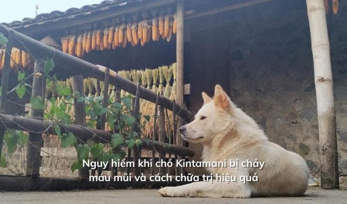 Nguy hiểm khi chó Kintamani bị chảy máu mũi và cách chữa trị hiệu quả