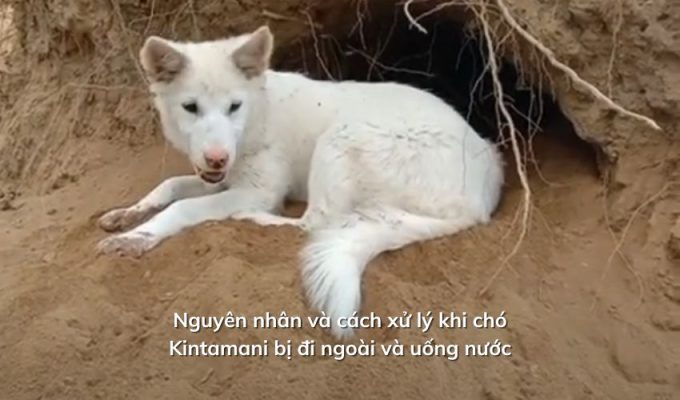 Nguyên nhân và cách xử lý khi chó Kintamani bị đi ngoài và uống nước