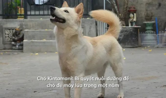 Chó Kintamani: Bí quyết nuôi dưỡng để chó đẻ mấy lứa trong một năm