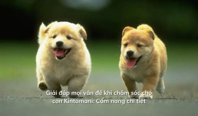 Giải đáp mọi vấn đề khi chăm sóc chó con Kintamani: Cẩm nang chi tiết