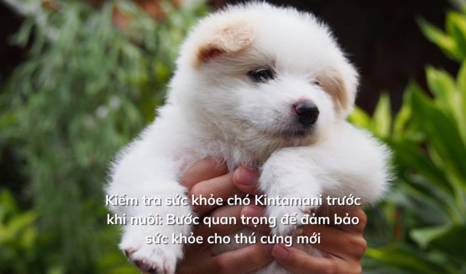 Kiểm tra sức khỏe chó Kintamani trước khi nuôi: Bước quan trọng để đảm bảo sức khỏe cho thú cưng mới