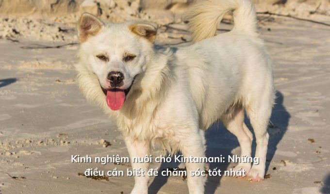 Kinh nghiệm nuôi chó Kintamani: Những điều cần biết để chăm sóc tốt nhất