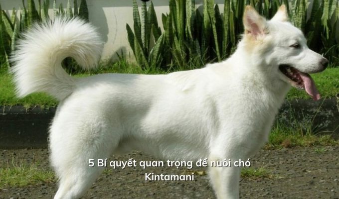 5 Bí quyết quan trọng để nuôi chó Kintamani